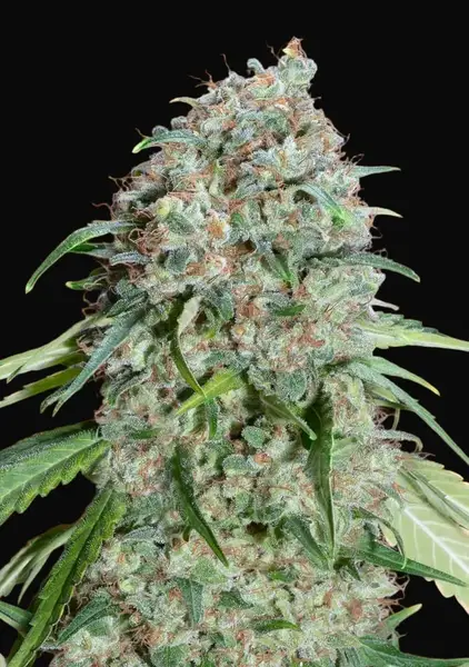 Chocolate Skunk CBD