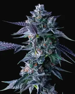 Chocolope
