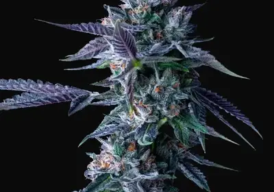 Chocolope
