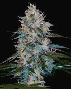 Chocolope Kush