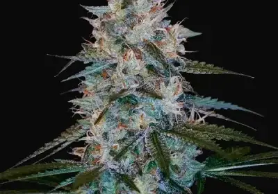 Chocolope Kush