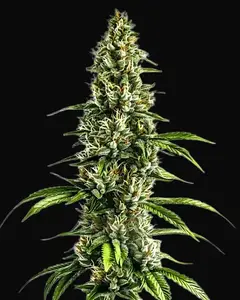 Chocolopez