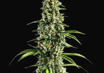Chocolopez