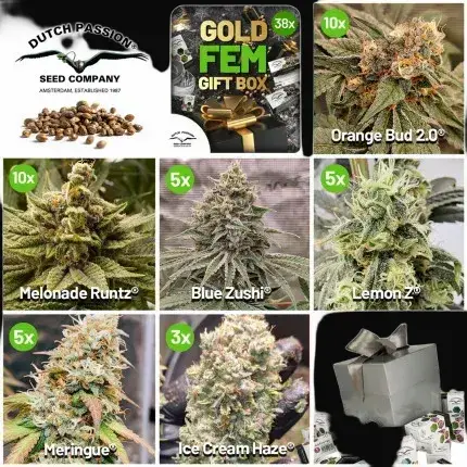 Christmas Discount Gift Box Feminized — zdjęcie 2