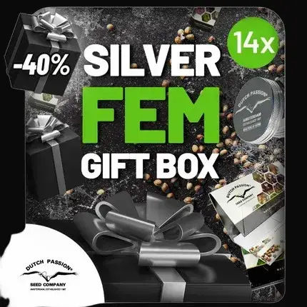 Christmas Discount Gift Box Feminized — zdjęcie 3