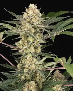 Chrome Fade Feminized