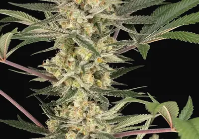 Chrome Fade Feminized