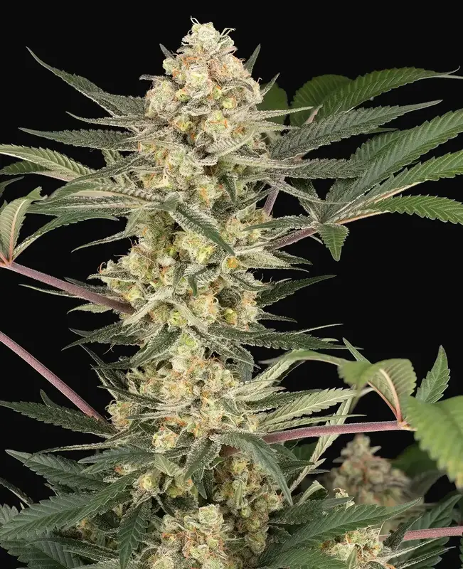 Chrome Fade Feminized