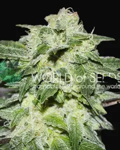 Chronic Haze