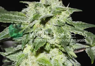 Chronic Haze