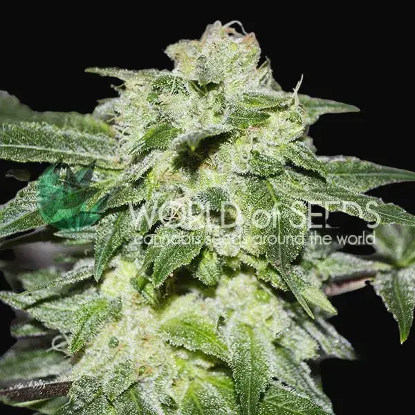 Chronic Haze