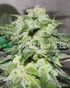 Chronic Haze