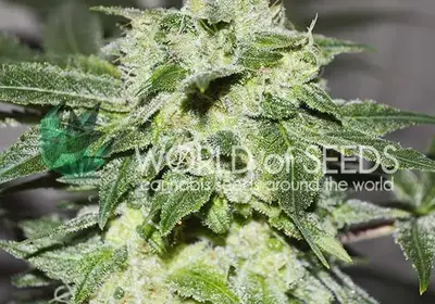 Chronic Haze