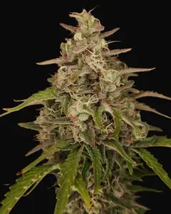 Chronic Ryder Auto