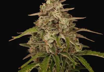 Chronic Ryder Auto