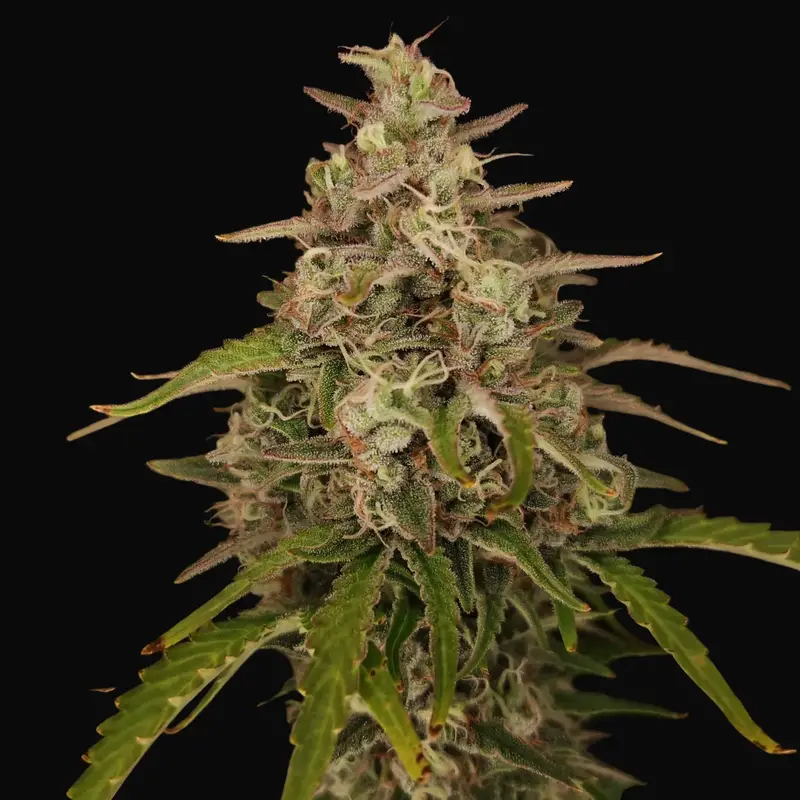 Chronic Ryder Auto