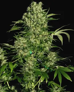 Chronic
