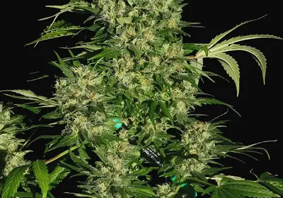 Chronic