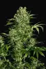Chronic