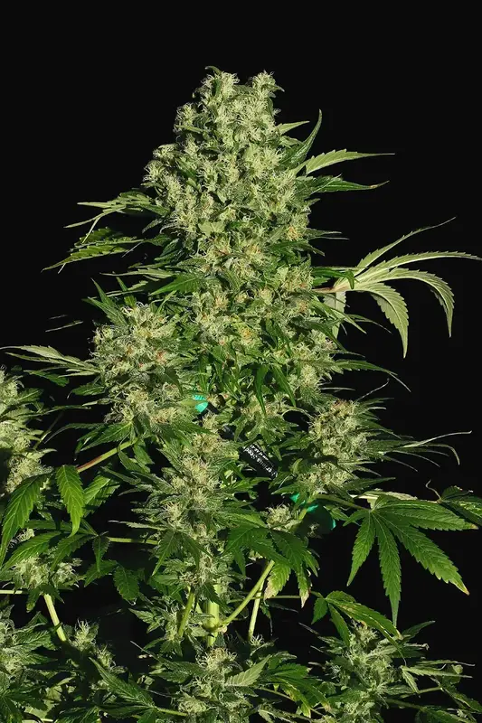 Chronic