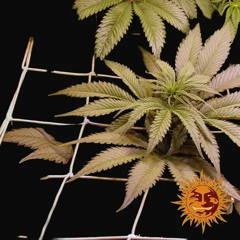 Chronic Thunder