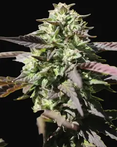 Chunkadelic Auto