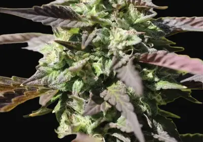 Chunkadelic Auto