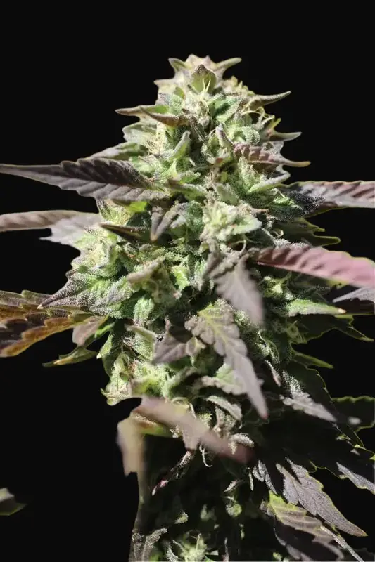 Chunkadelic Auto