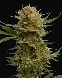 Chunky Cookies