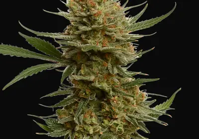 Chunky Cookies
