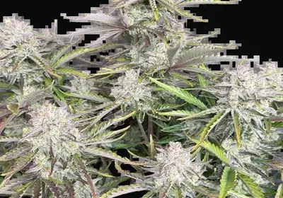 Cinderella Auto