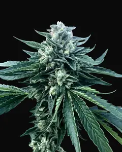 Cinnamon Buddha OG