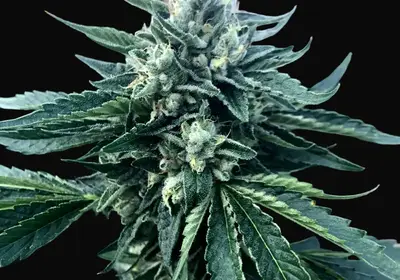 Cinnamon Buddha OG