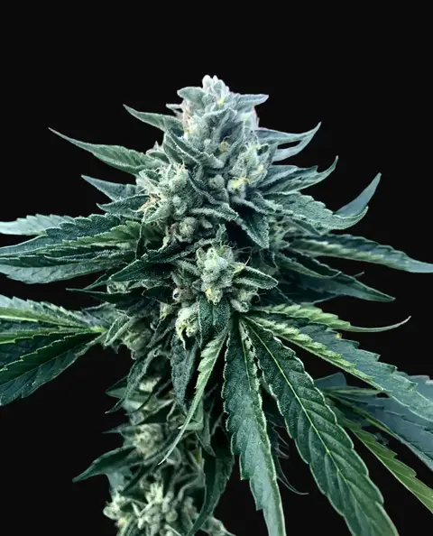 Cinnamon Buddha OG