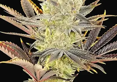 Citradelic Sunset