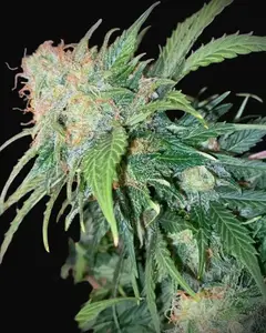 Clementine Dream Auto