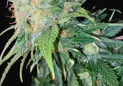 Clementine Dream Auto