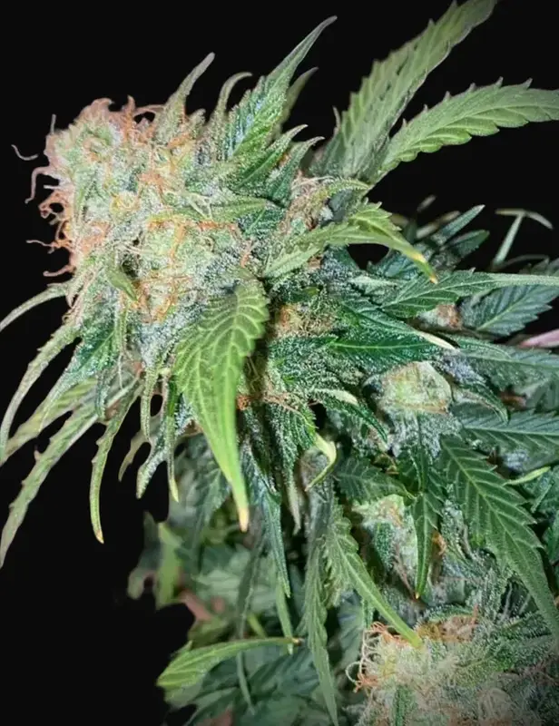 Clementine Dream Auto