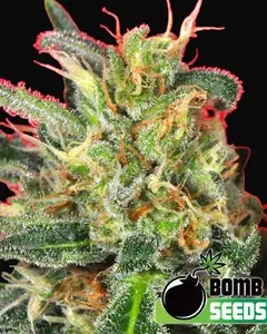 Cluster Bomb