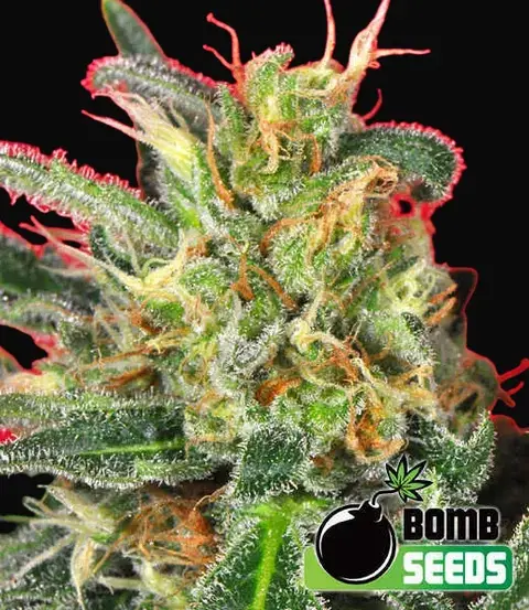 Cluster Bomb