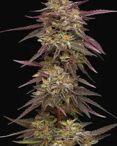 Cob Salad