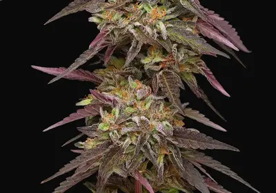 Cob Salad