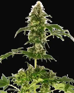 Cobalt Haze Feminized