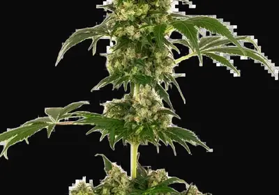 Cobalt Haze Feminized