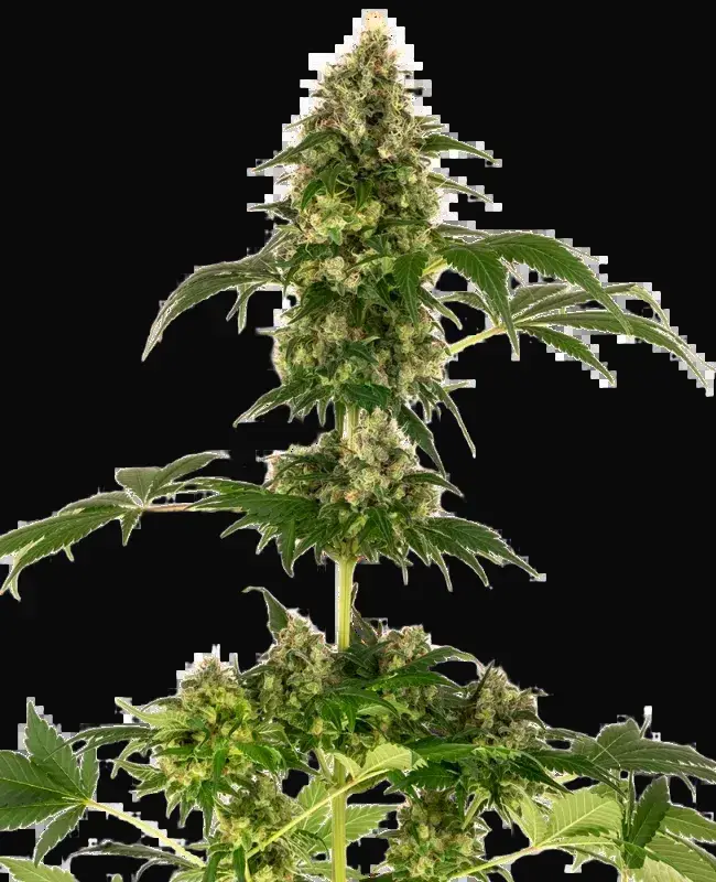 Cobalt Haze Feminized