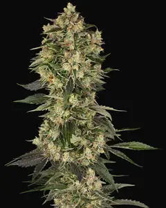 Cobra Hai Feminized