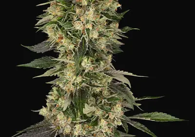 Cobra Hai Feminized