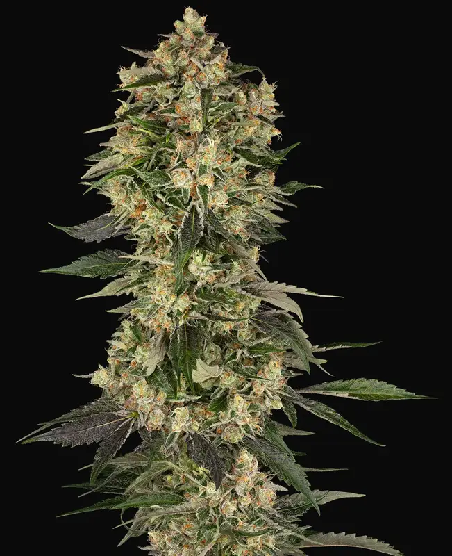 Cobra Hai Feminized