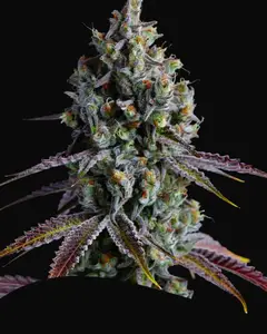 Coco Jambo