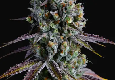 Coco Jambo